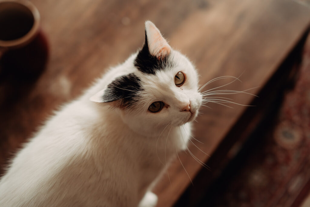 Doux regard d'un des chats du couple, qui c'est joint à la séance photo, séance à Toulouse