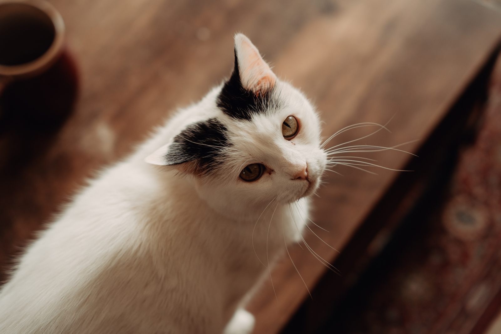 photographe toulouse laura dalette 23